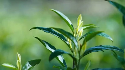 Oriental‑Beauty Tea Cultural Exchange Event Held